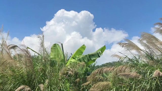 阳光微风午后蝉鸣这是一个特别的夏日