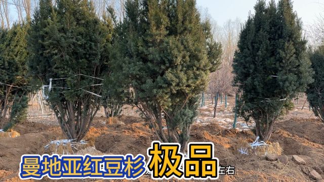 大哥珍藏多年的曼地亚红豆杉,被相中的老板重金挖走,以后难寻了