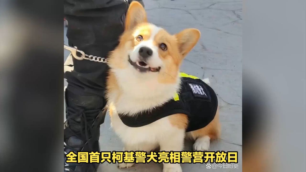 柯基警犬福仔亮相,精湛搜爆技术走红网络