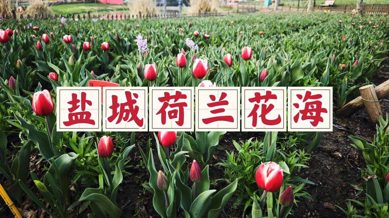 盐城荷兰花海,3000万株郁金香在此绽放,最美郁金香花海名不虚传