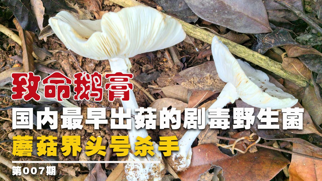 国内最早出菇的剧毒野生菌,号称蘑菇界头号杀手:致命鹅膏菌