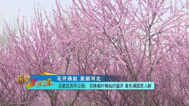 花开燕赵 美丽河北|石家庄西环公园:百株榆叶梅灿烂盛开 春色满园惹人醉