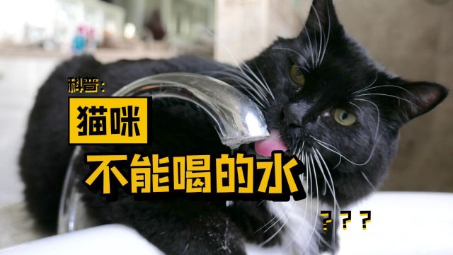 避雷!这几种水猫咪千万不能喝