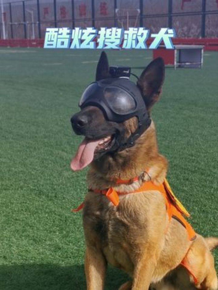 搜救犬版"swag"#搜救犬 #消防队的欢乐时光