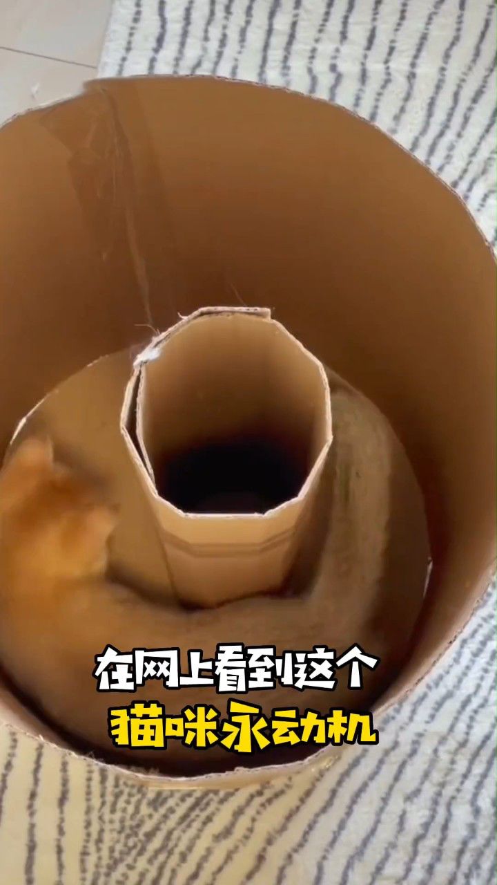 原来猫咪永动机是真的