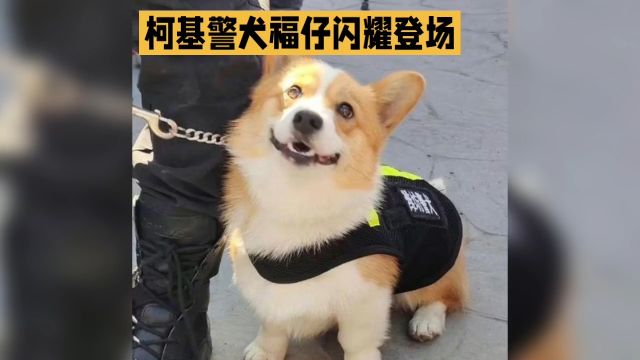 中国养犬史话:柯基警犬福仔闪耀登场,展现犬类无限潜能