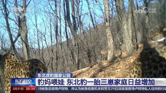 央视:探访东北虎豹国家公园珲春片区,看东北虎、东北豹如何“带娃”