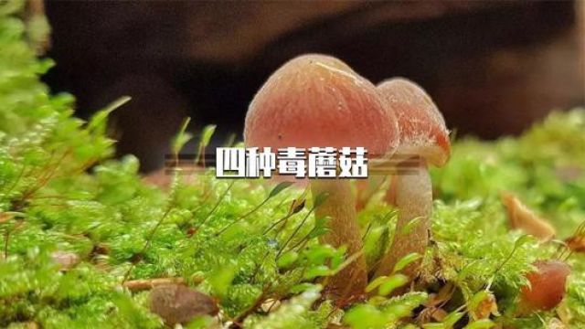 这四种毒蘑菇,你见过几种下