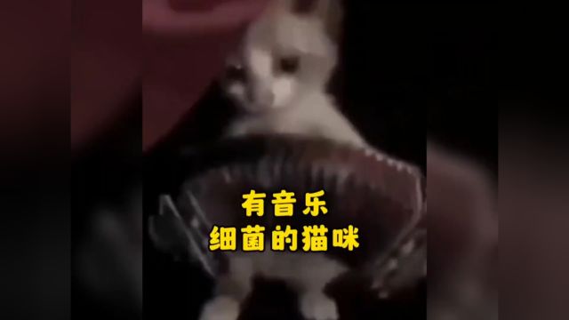 那些有音乐细菌的猫咪,来看看哪个最有天赋