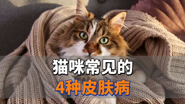 猫咪常见的4种皮肤病,要如何预防处理?