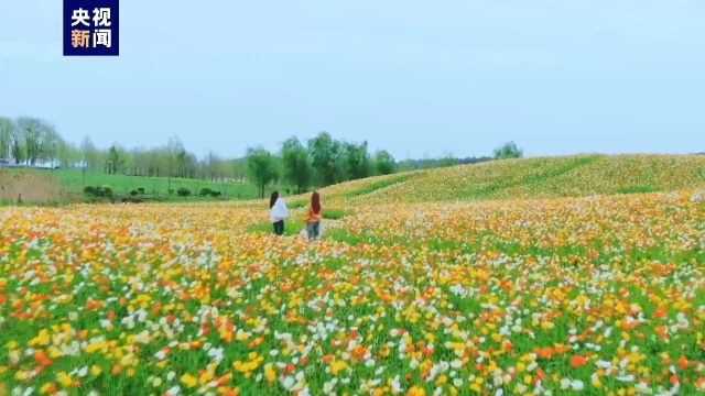 油画既视感 江苏句容虞美人花开成海如梦似幻