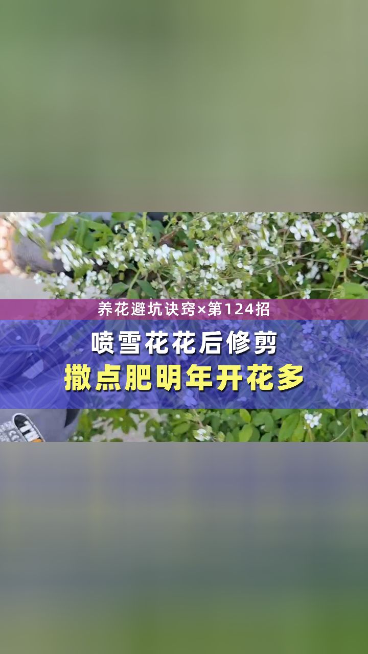 喷雪花花后再做这2个动作,明天开花更多