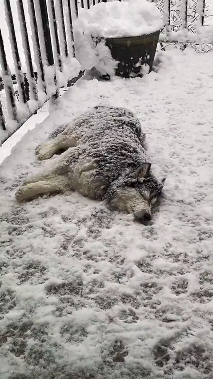 喜欢呆在雪地里的哈士奇
