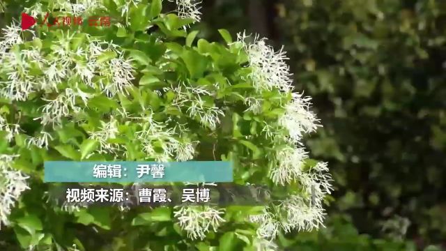 昆明黑龙潭公园流苏古树盛开如覆白雪