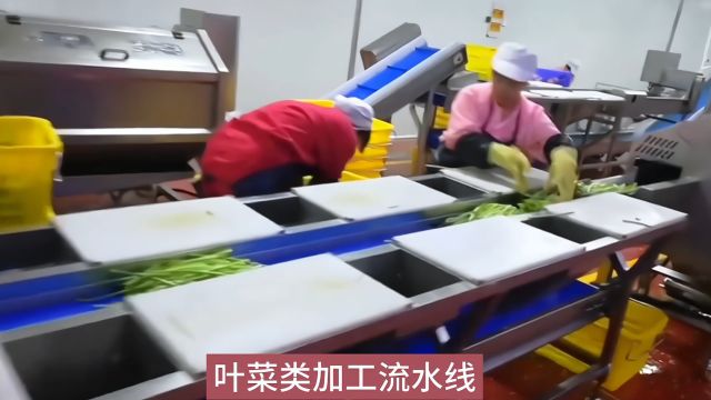 毛菜加工成净菜的流水线加工流程视频