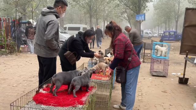 想淘狗就来这里,国内最大宠物市场,各种名犬几万条,主要是便宜啊