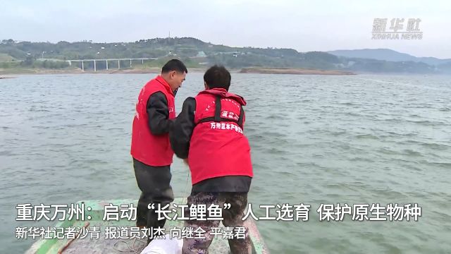 重庆万州:启动“长江鲤鱼”人工选育 保护原生物种