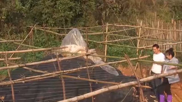 当地依靠种植粉葛致富,每年选出的“葛王”重达几百斤