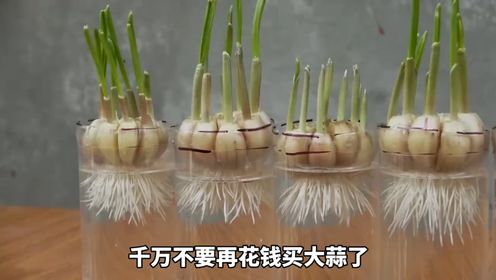 耗时10天,我记录了在家种植大蒜的全过程!02:17耗时10天,我记录了在家种植大蒜的全过程!_高清1080P在线观看平台_腾讯视频
