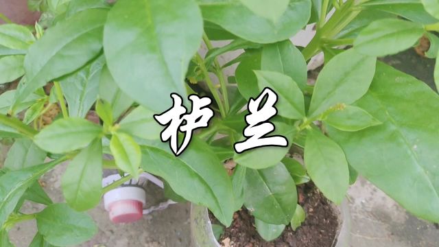 中草药——栌兰