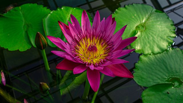 “睡里心思浮水面,风生碧绿任缠绵” —— 武汉植物园睡莲春色