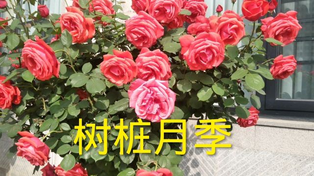 漂亮的树状月季,花朵硕大艳丽,很适合庭院种植