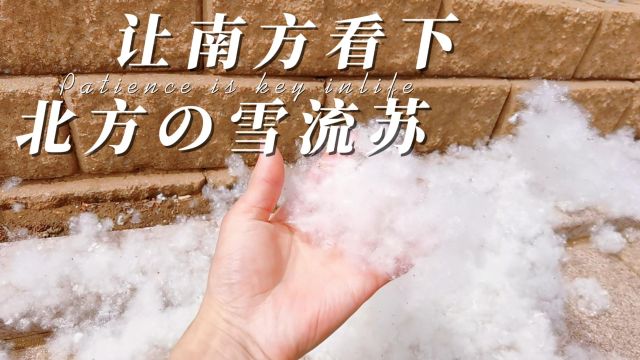 北方雪流苏