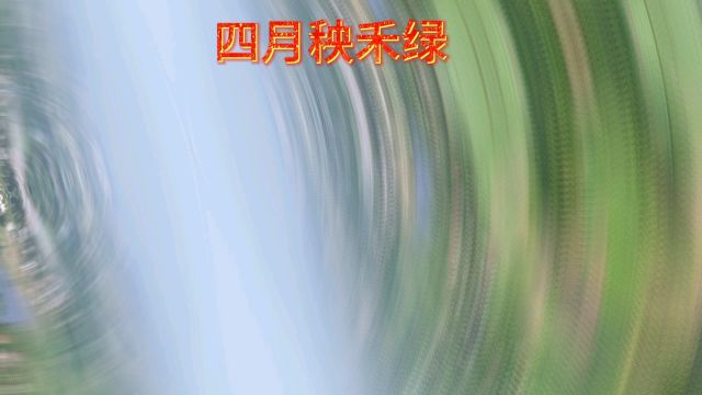 诗云:“平镜一池水,秧禾织绿纱.风柔千顷浪,熠熠迎朝霞.”