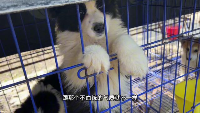 犬舍不仅有双血统柯基、边牧、柴犬,竟然还有罕见的西高地白梗!