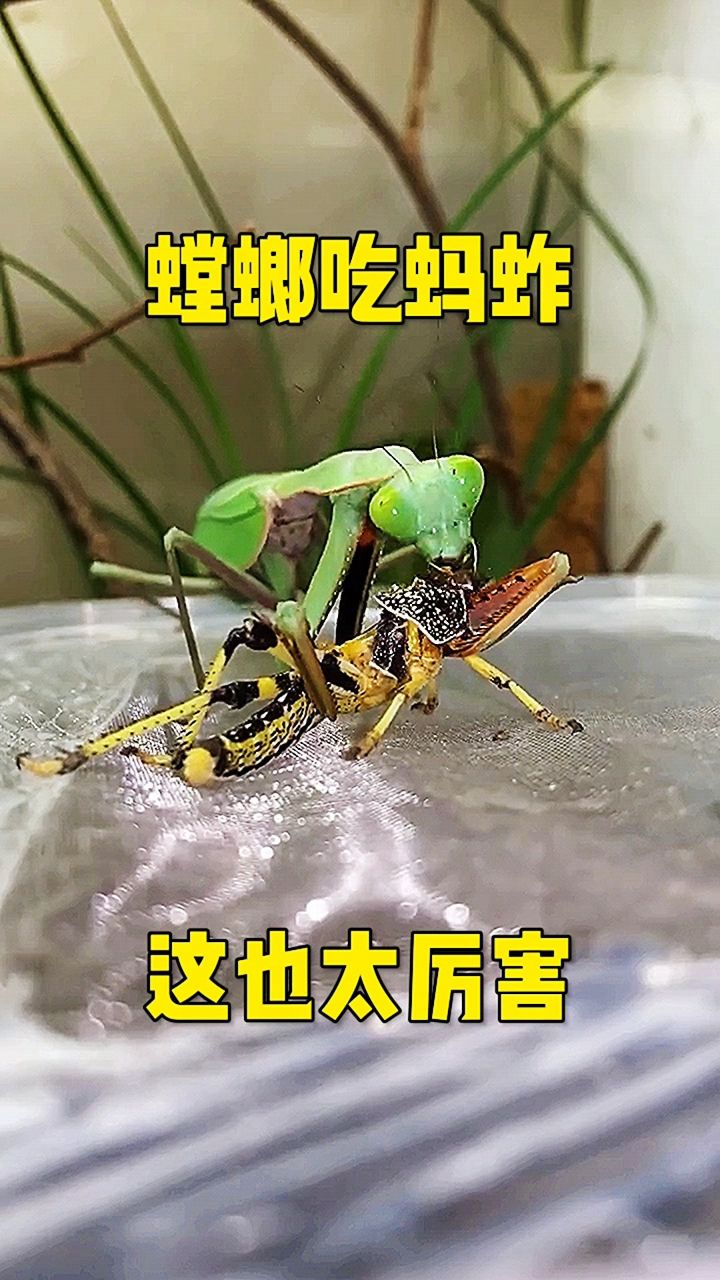 螳螂吃蚂蚱,这也太厉害