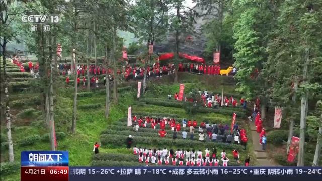 谷雨采茶忙!福建武夷山“喊山祭茶”开始啦