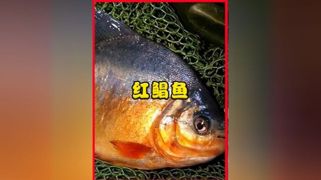 红鲳鱼名声是如何臭的?吃它的人为什么越来越少?还叫它垃圾鱼!