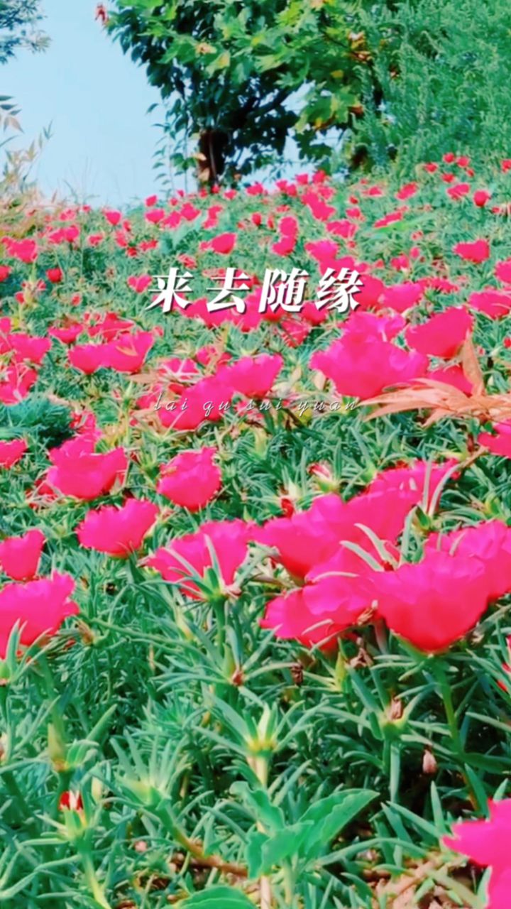 来去随缘,强求不得