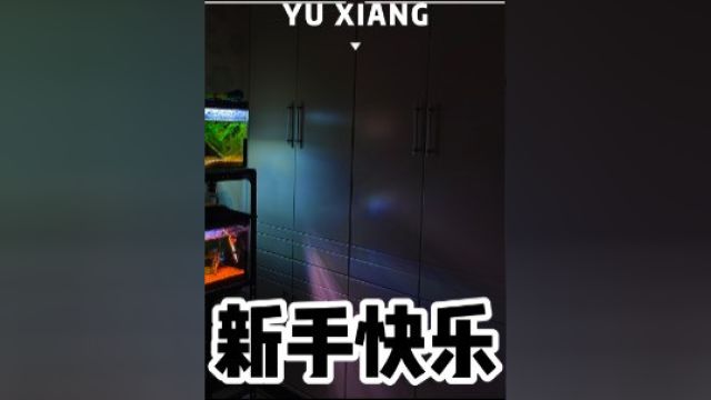 便宜的新手快乐缸#秘鲁神仙 #彩虹雷龙 #新手养鱼 #鱼缸造景