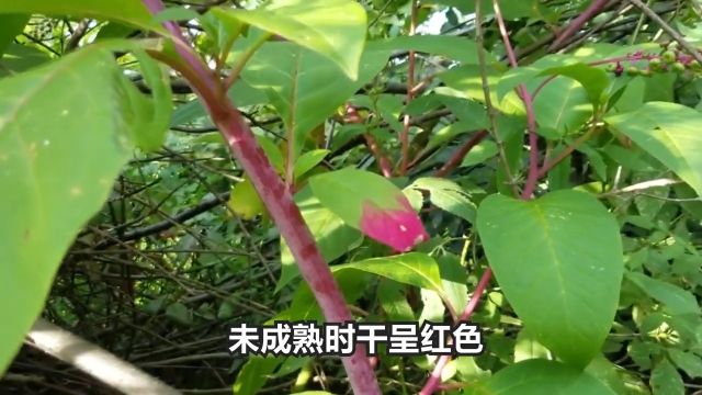 农村常见的5种剧毒植物,你都认识吗?遇到千万不要随便采摘 3