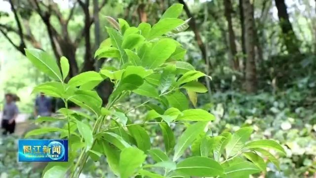 破解中国“熊猫”植物的基因密码!猪血木组培种苗在阳江实现野外回归