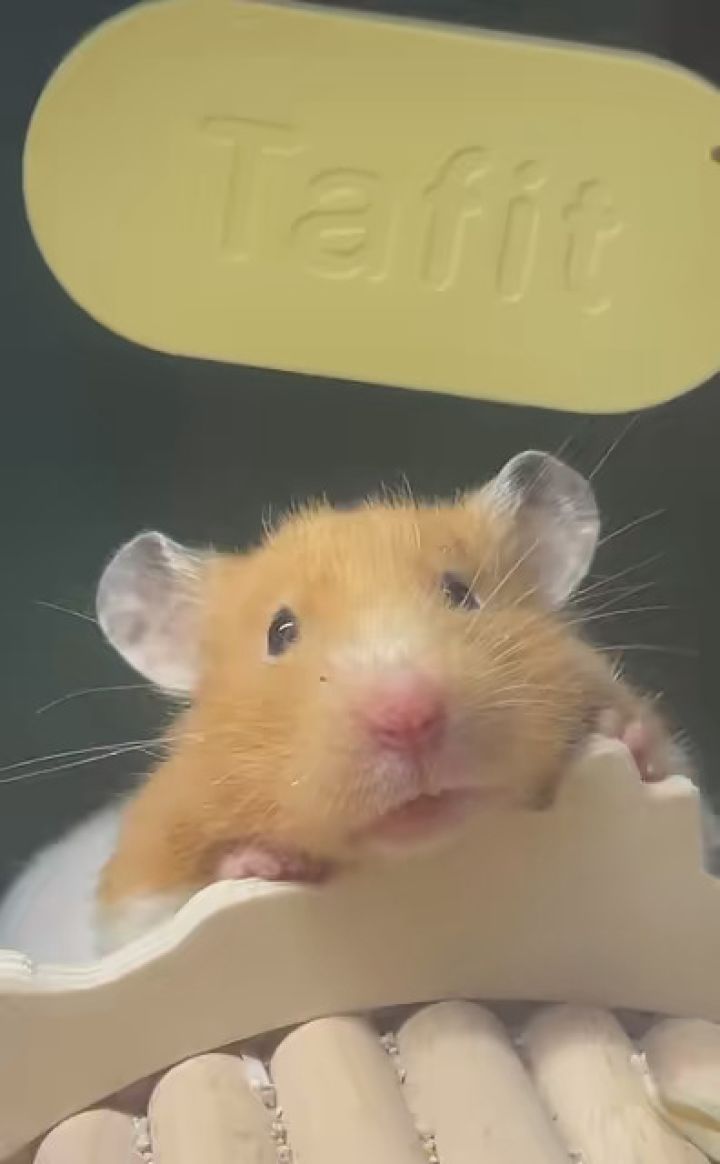 这谁受得了 #金丝熊仓鼠 #养鼠日常分享 #艾特你想艾特的人