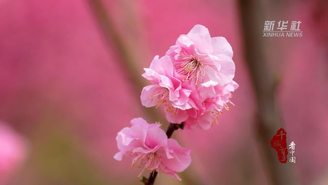 千城百县看中国丨河北宽城:日暖梅花开 暗香浮动迎客来