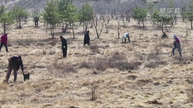 生态“顽疾”砒砂岩上种出“致富果”