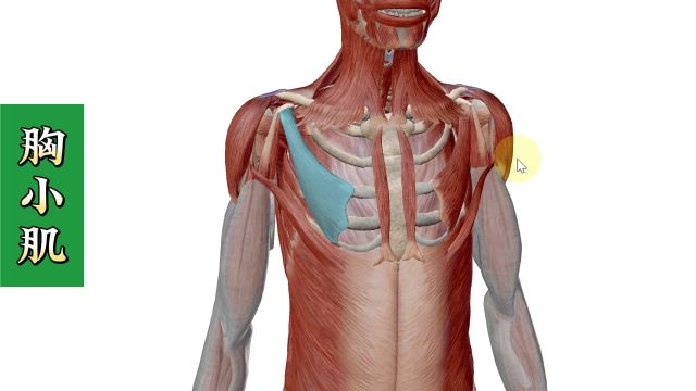 【胸小肌】3D解剖——胸部痛、手麻!4个方面全方位讲解——天下明医平台简灵奇针尹振汉讲解