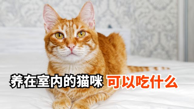 养在室内的猫咪可以吃什么?