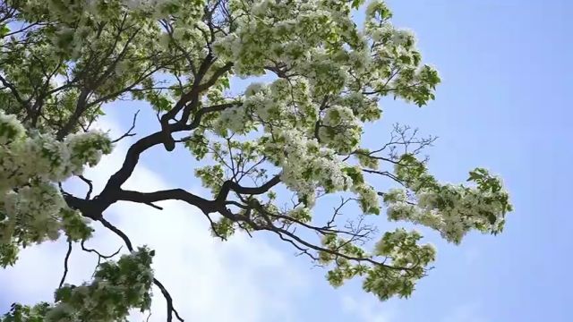 济南市莱芜区鹏泉街道:到邹家埠村看人间四月“雪”