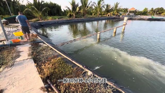 水产养殖中,过氧化钙是一个宝!但是很多人还不会用!