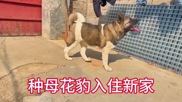 #秋田犬#藏獒幼犬#秋田#萌宠秋田花豹入住新家