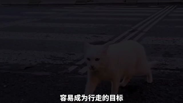 为什么白猫在猫群中是最惨的科普一下科普知识猫咪猫白猫