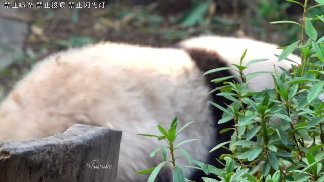 11.9花花嘴角挂着仙露,跟着爷爷出来吃果果啦~#熊猫花花