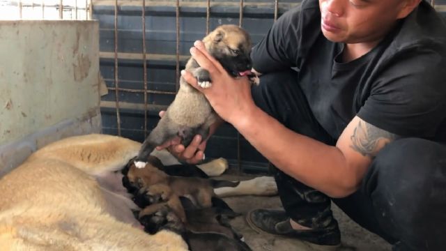 欣赏下这窝高狼犬,打斗形猛犬,3公6母超级棒