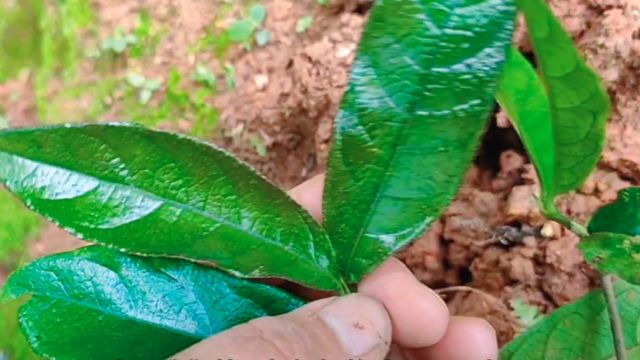 野生巴戟天稀少而珍贵植物,它的药用价值非常高,对男人好处特多