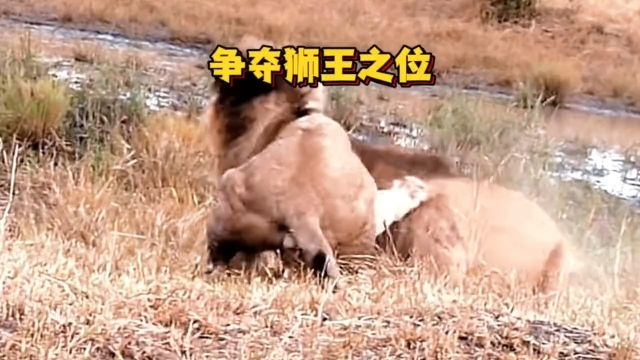 雄狮争夺狮王的精彩过程,母狮们都帮着原狮王,实力不足的雄狮最后也只能无奈的继续当小弟#动物世界#野生动物零距离#动物世界的战斗