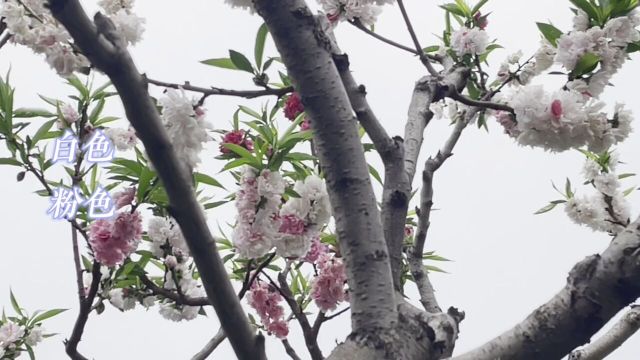 你见过桃树开四种颜色的花吗